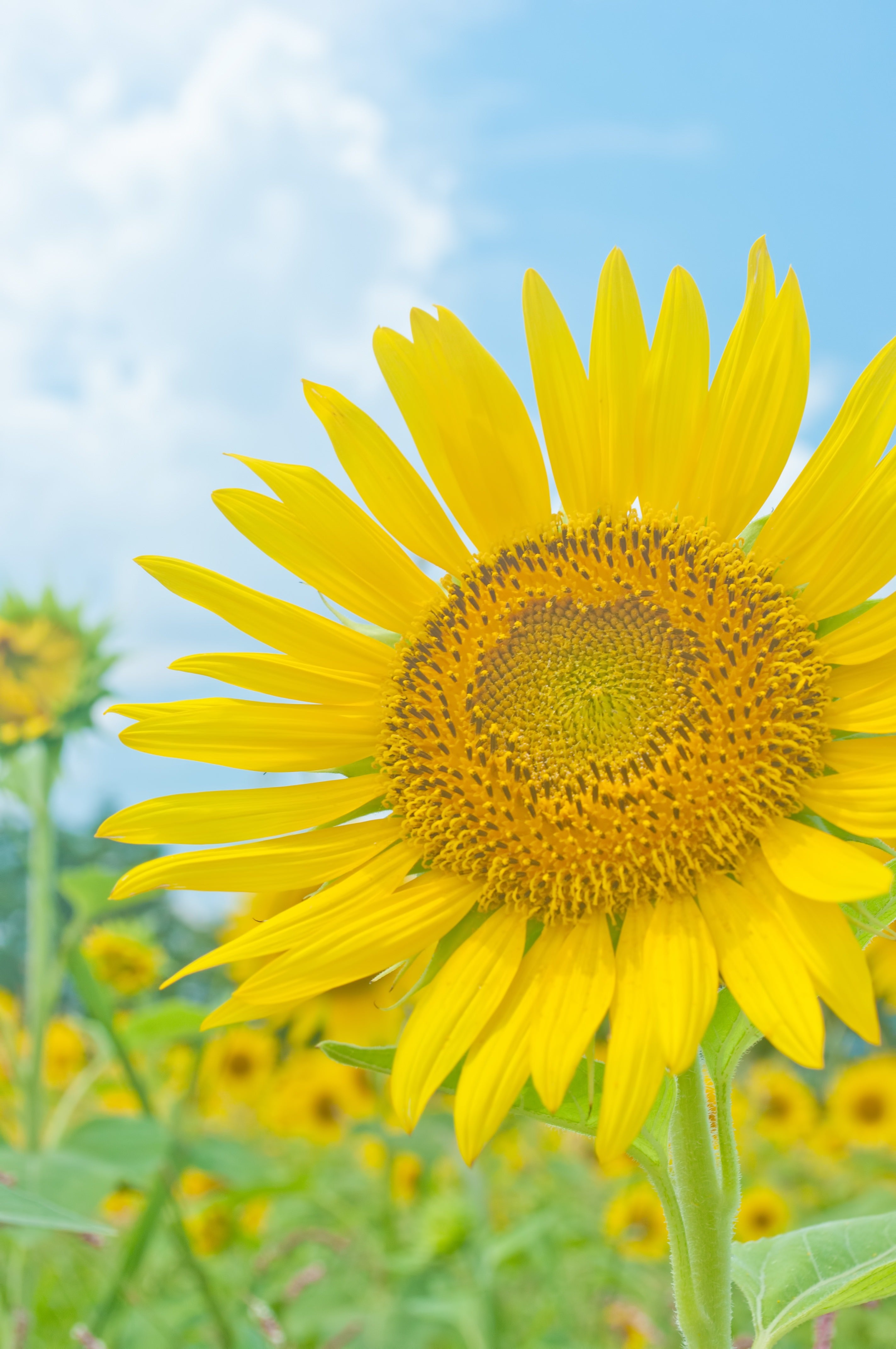 大きな向日葵の無料の写真素材 - ID.2052｜フリー素材 ぱくたそ