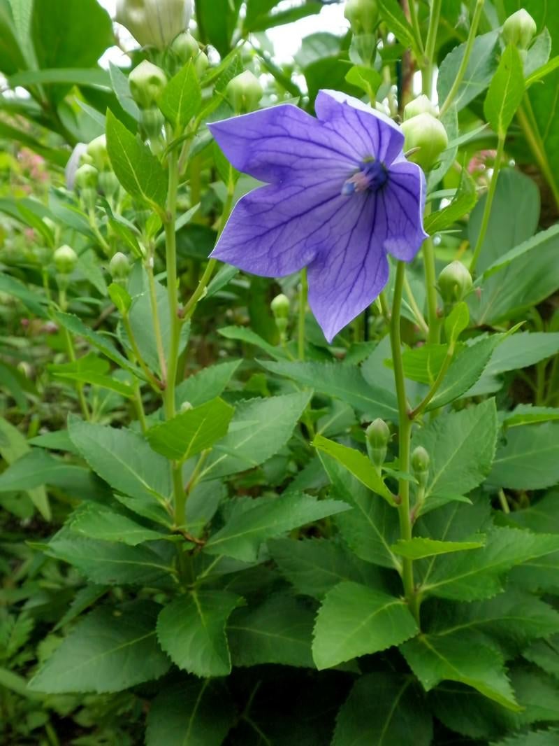 「紫の桔梗」の写真