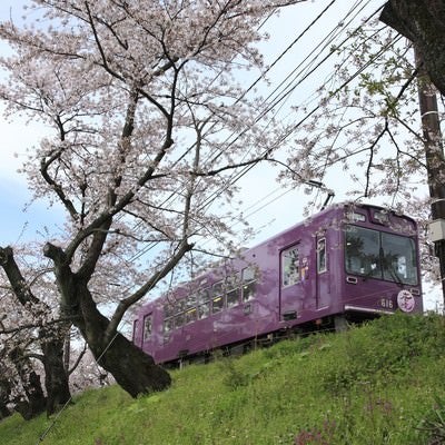 サクラの木と電車の写真