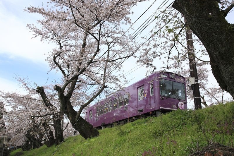 サクラの木と電車の写真