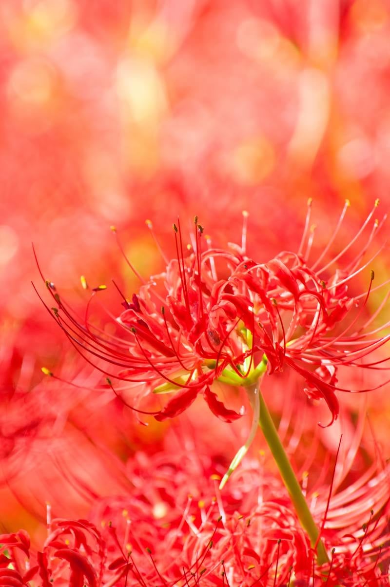 「赤く満開の彼岸花」の写真