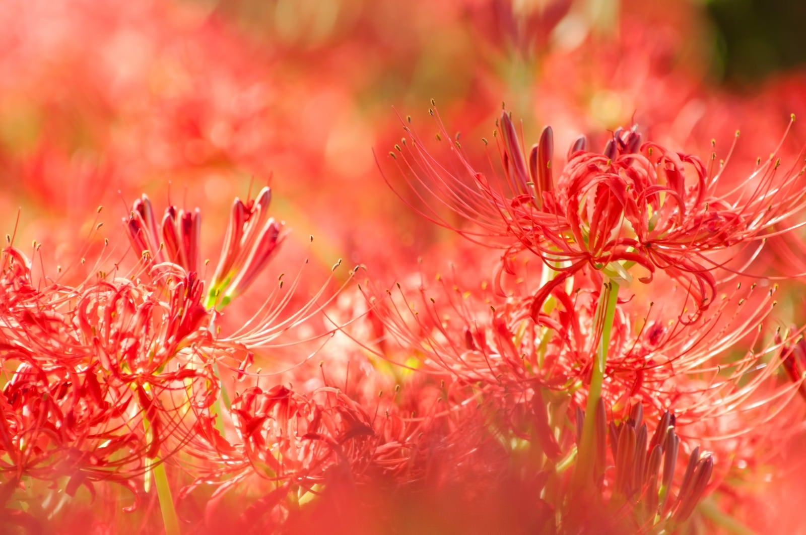 「赤く染まる彼岸花」の写真