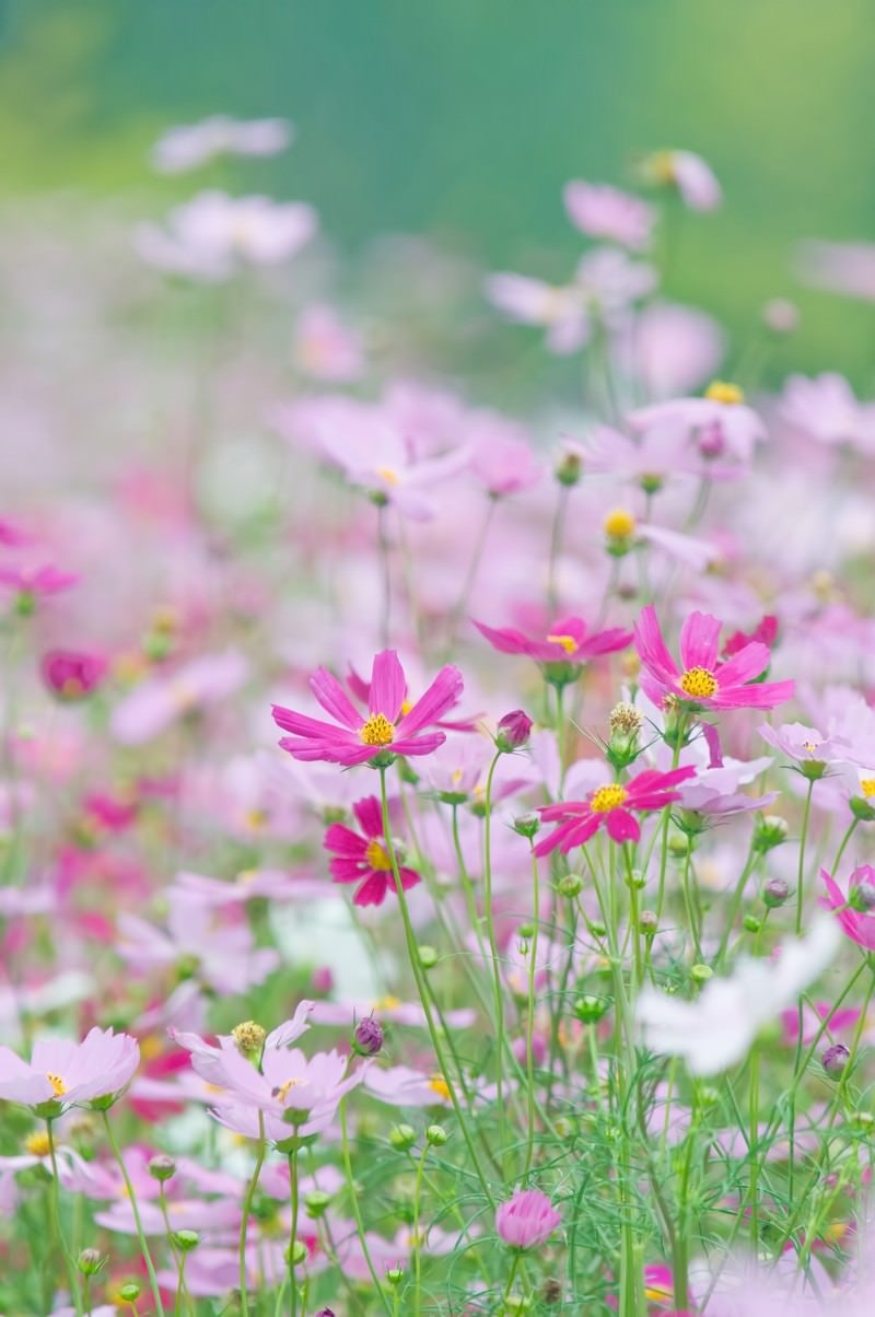 「淡いコスモスの花」の写真
