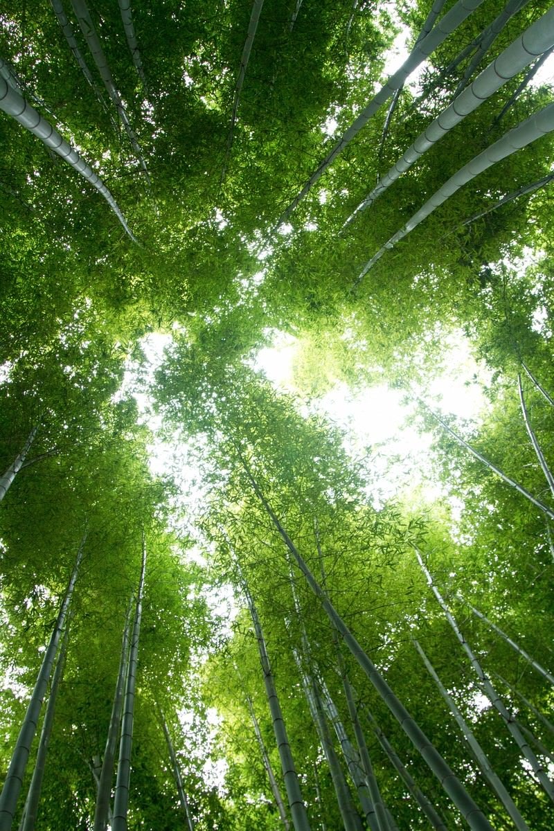 「竹林の中」の写真