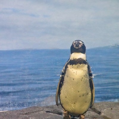 直立する水族館のペンギンの写真
