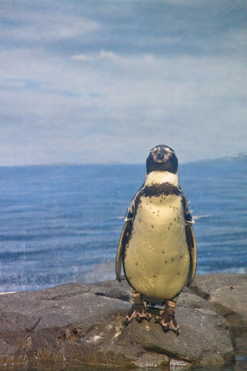 「直立する水族館のペンギン」の写真