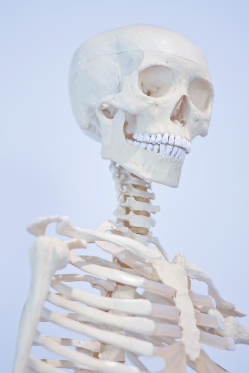 「人骨模型」の写真