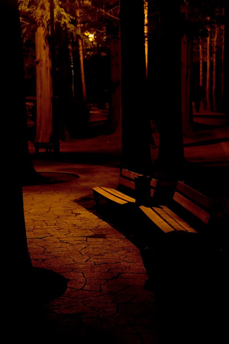「暗闇の公園のベンチ」の写真