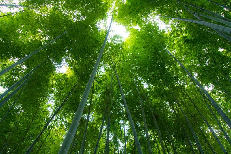 見上げる緑の竹林の写真