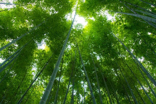 見上げる緑の竹林の写真