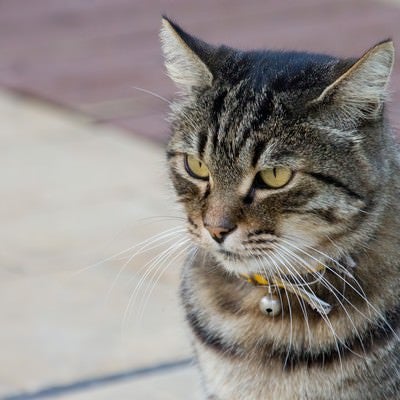 凛々しい顔つきの猫の写真