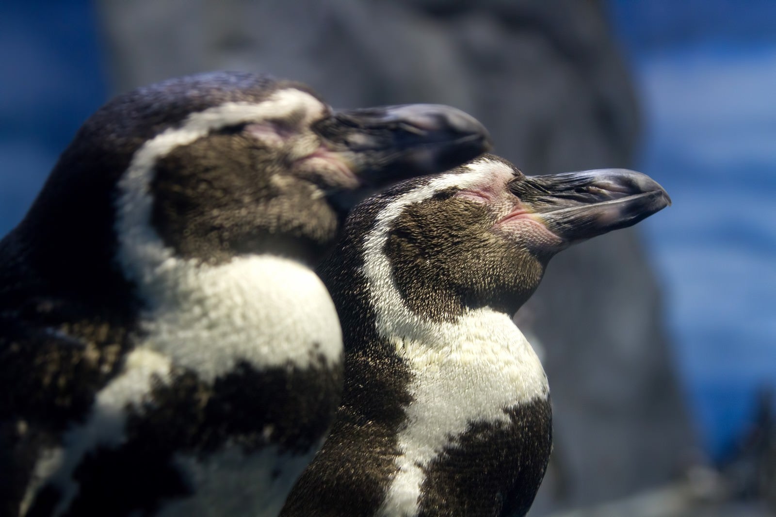 「立ったまま寝ている二匹のペンギン」の写真