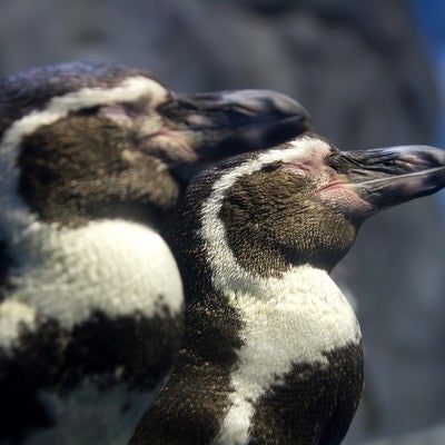 立ったまま寝ている二匹のペンギンの写真