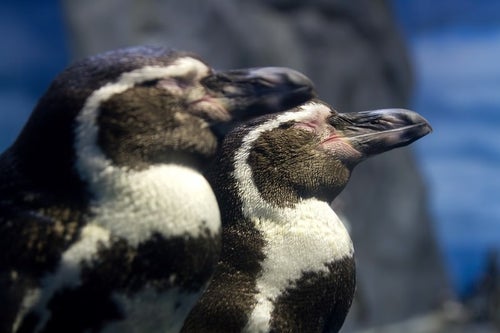 立ったまま寝ている二匹のペンギンの写真