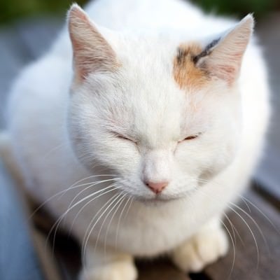 ベンチで丸くなる白い猫ちゃんの写真