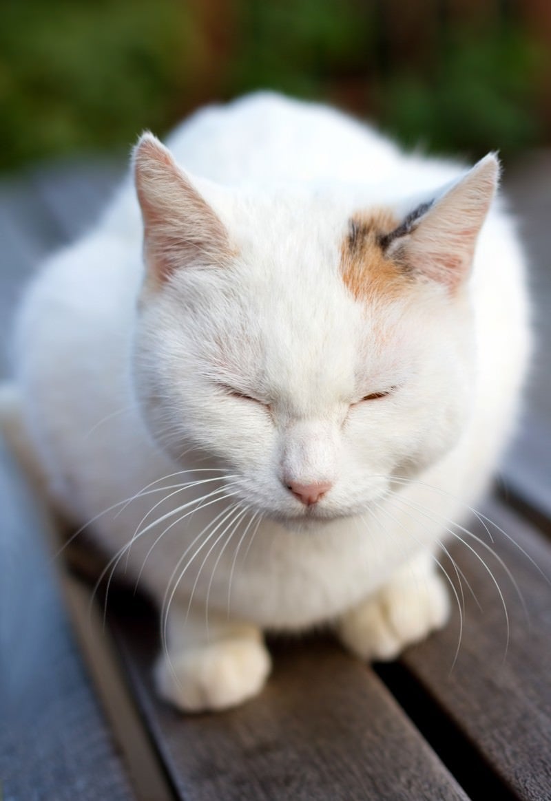 ベンチで丸くなる白い猫ちゃんの写真