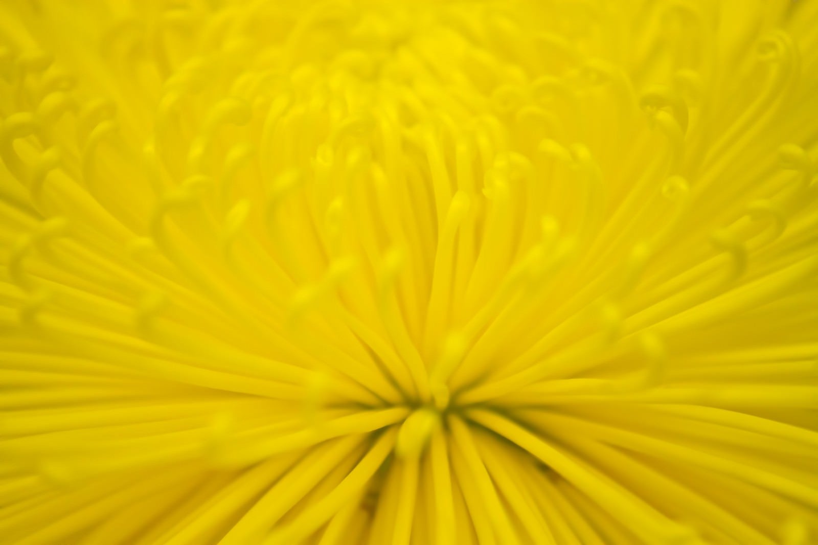 「黄色い菊の花」の写真
