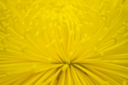黄色い菊の花の写真