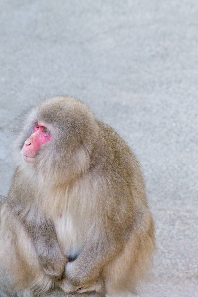 「座り込む猿」の写真