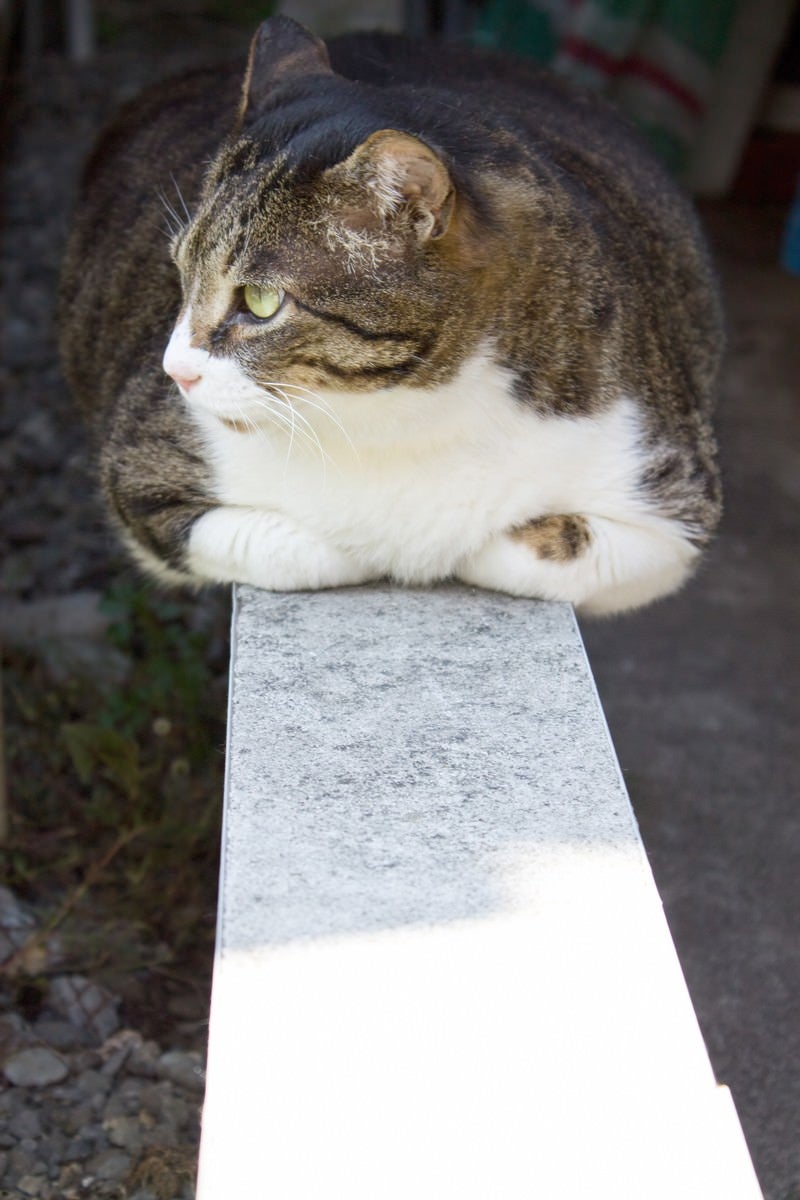 「香箱座りのぽっちゃり猫」の写真