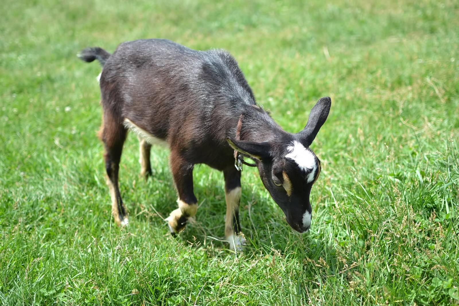「牧草と黒い子ヤギ」の写真