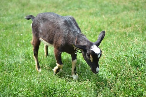 牧草と黒い子ヤギの写真