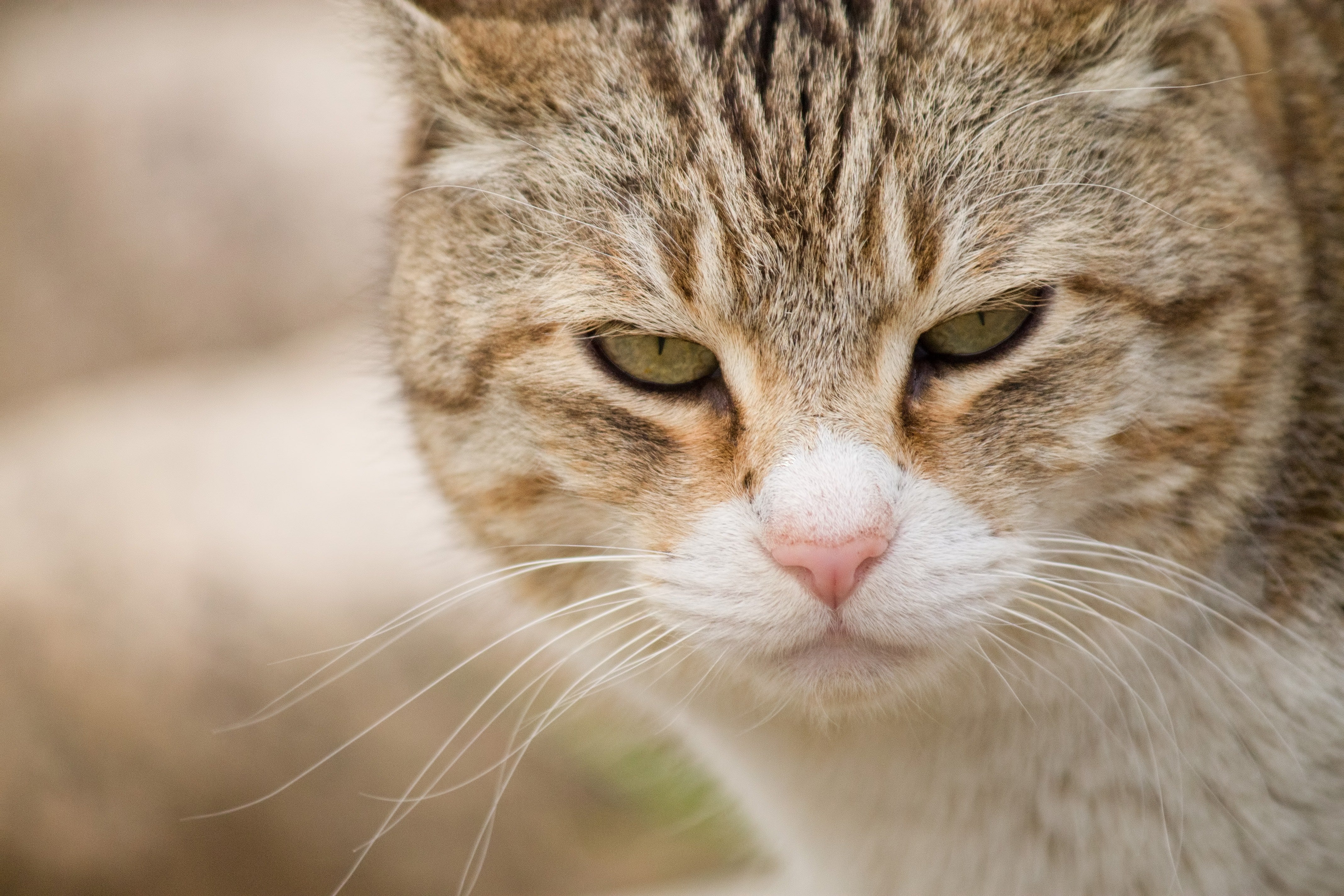 睨む猫 河川敷にて こちらを睨みつける猫の無料の写真素材 - ID.1773｜フリー素材 ぱくたそ