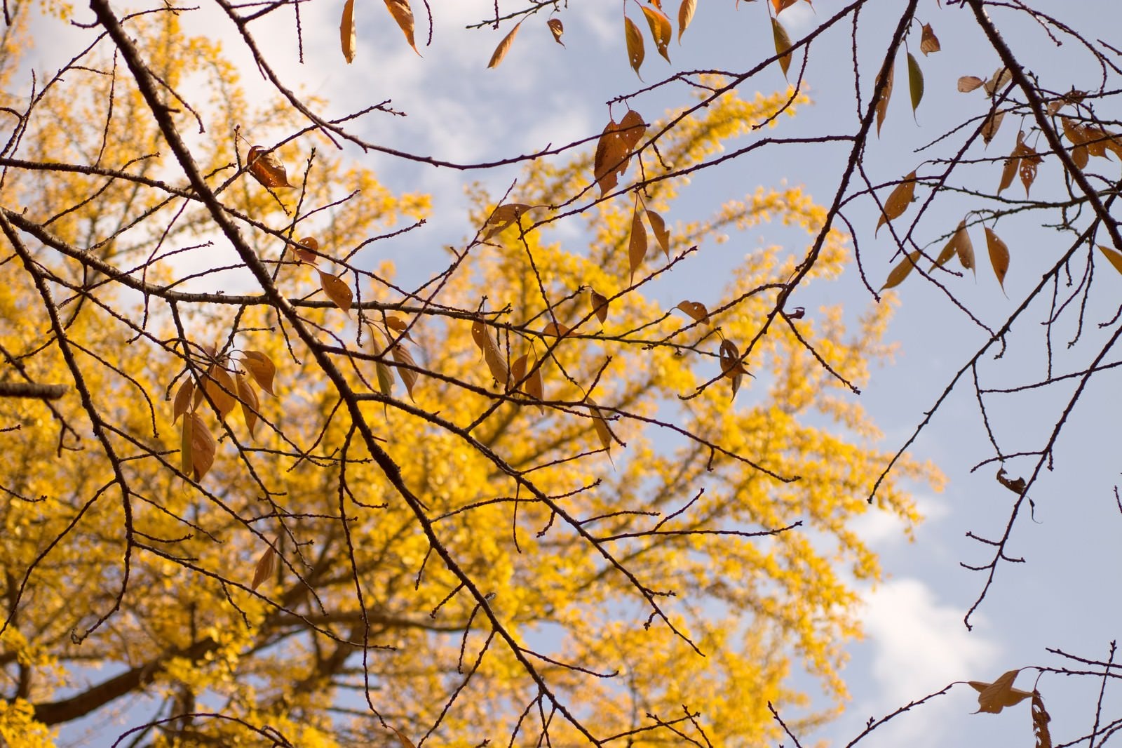 「枯葉と黄色く色づいた銀杏」の写真