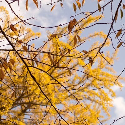 枯葉と黄色く色づいた銀杏の写真