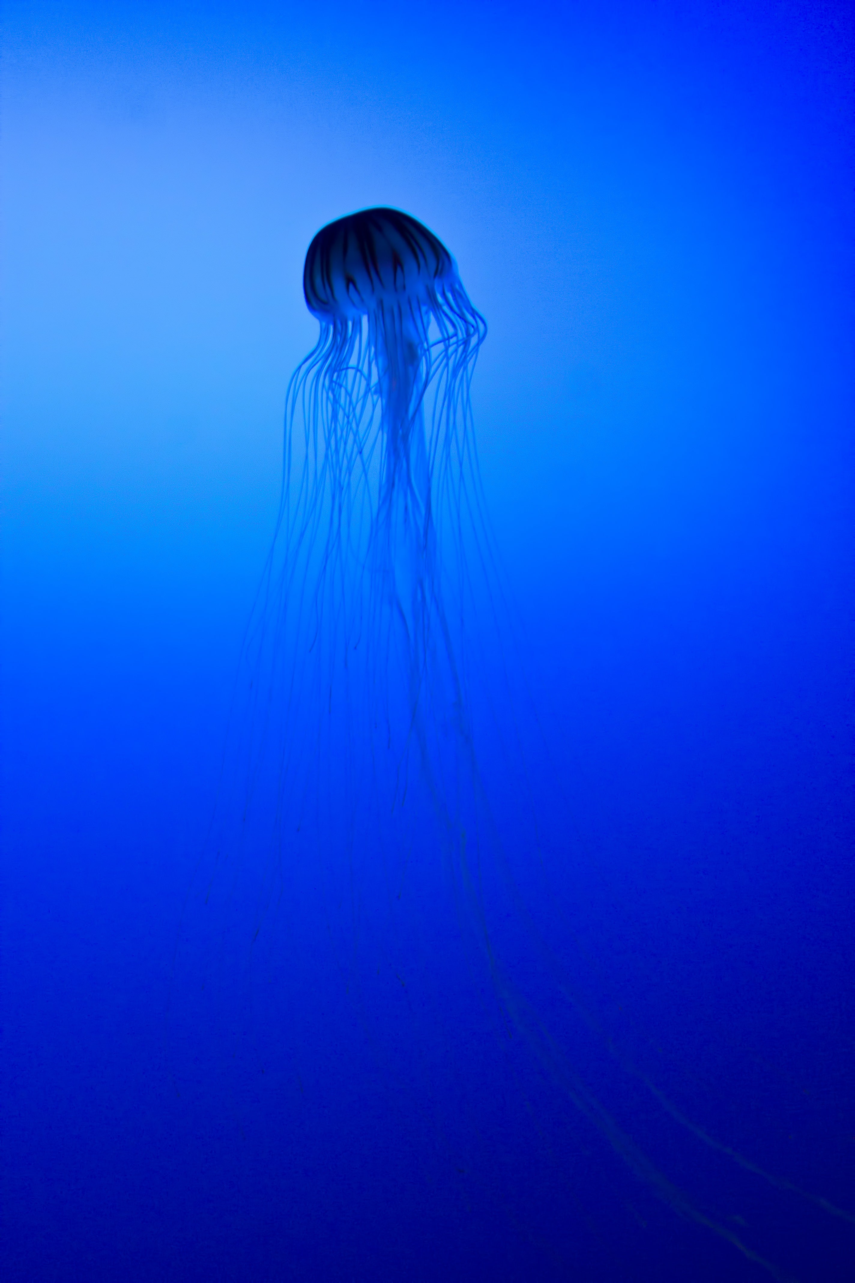 優雅なクラゲの無料の写真素材 - ID.2304｜フリー素材 ぱくたそ