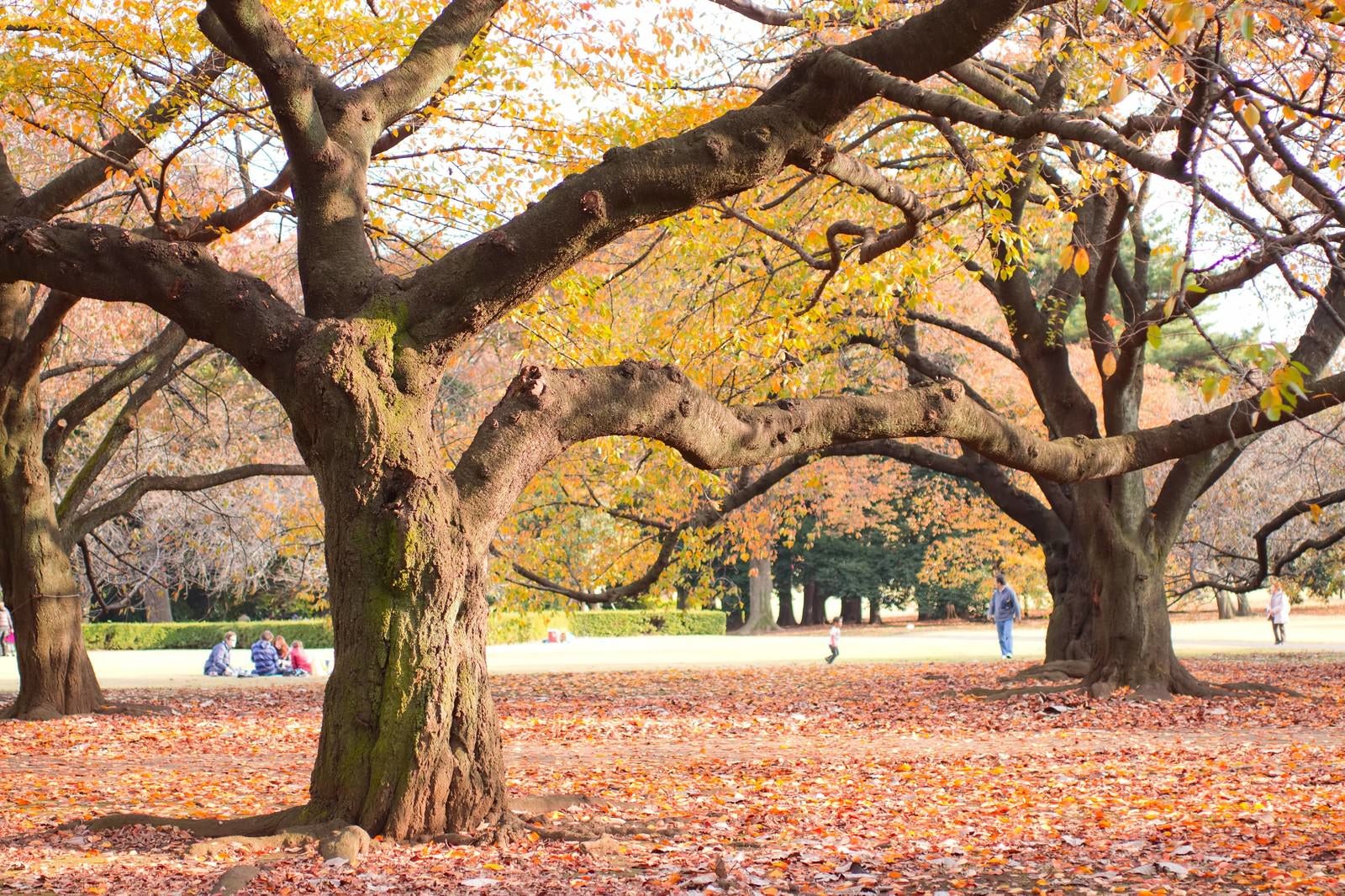 「落ち葉の中、公園でくつろぐ人達」の写真