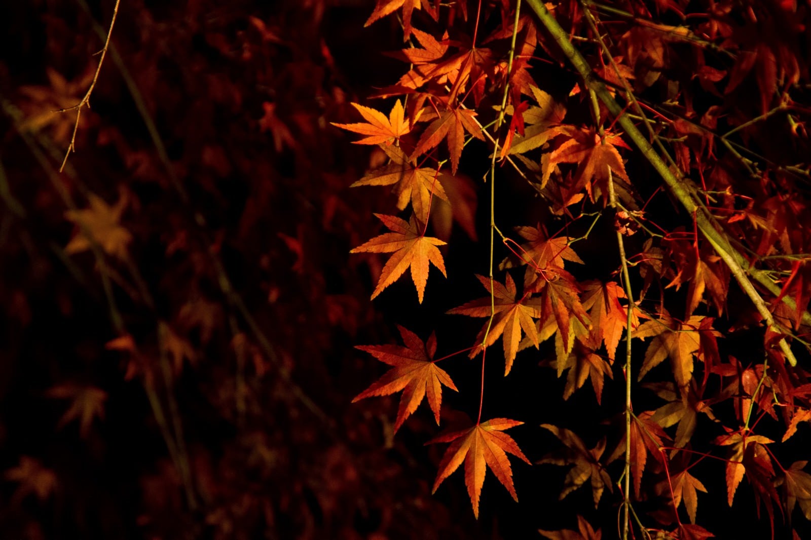「ライトアップされた紅葉」の写真