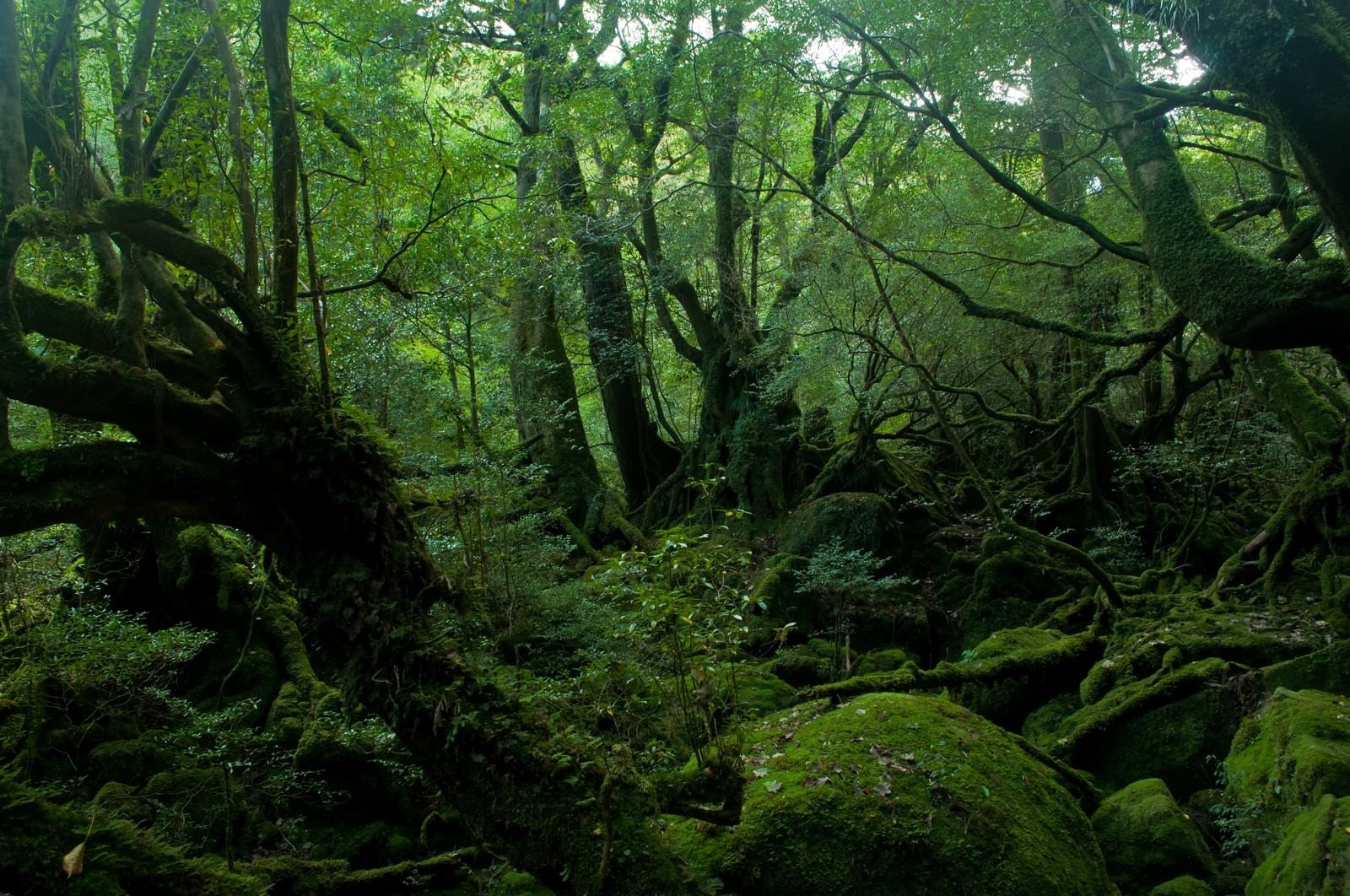 「屋久島の深い森」の写真