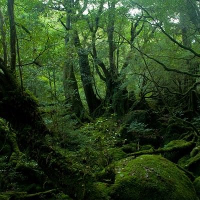 屋久島の深い森の写真