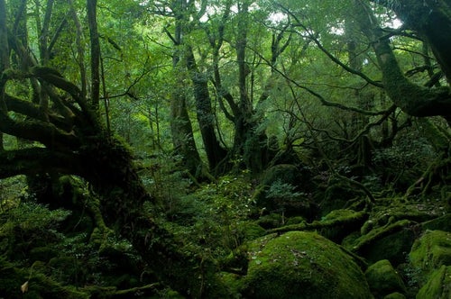 屋久島の深い森の写真