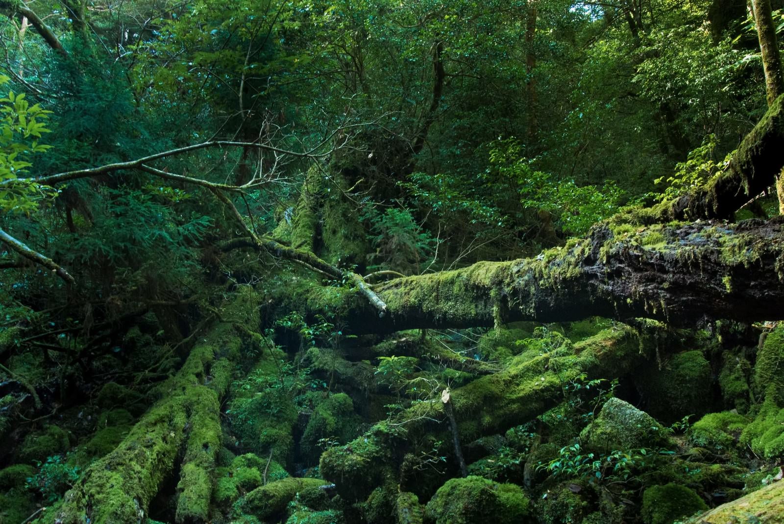 「屋久島の折れた巨木とコケ」の写真