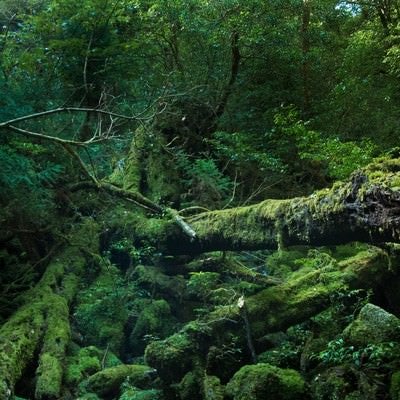 屋久島の折れた巨木とコケの写真