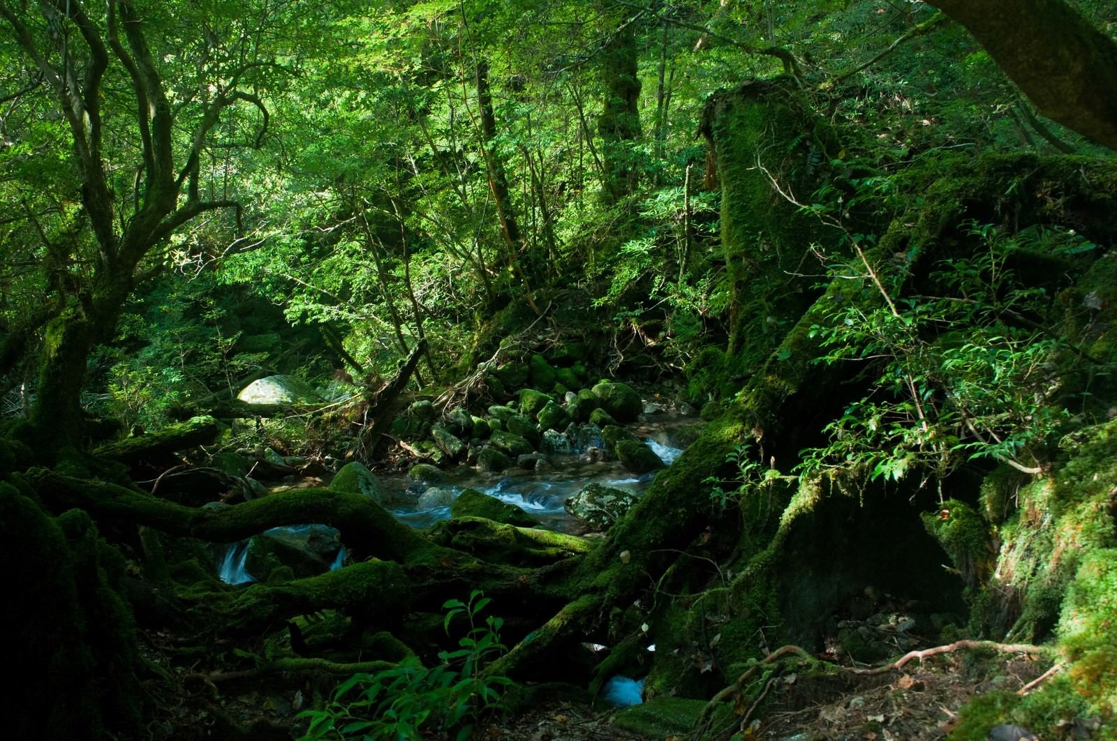 「屋久島の森と小川」の写真
