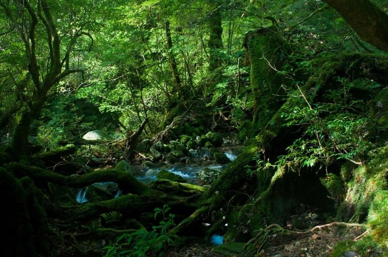 屋久島の森と小川の写真