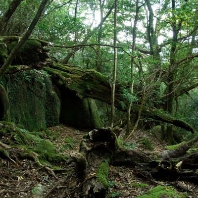 屋久島の森と折れた木々の写真