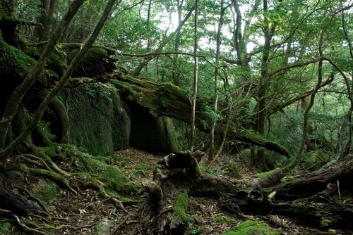 屋久島の森と折れた木々の写真