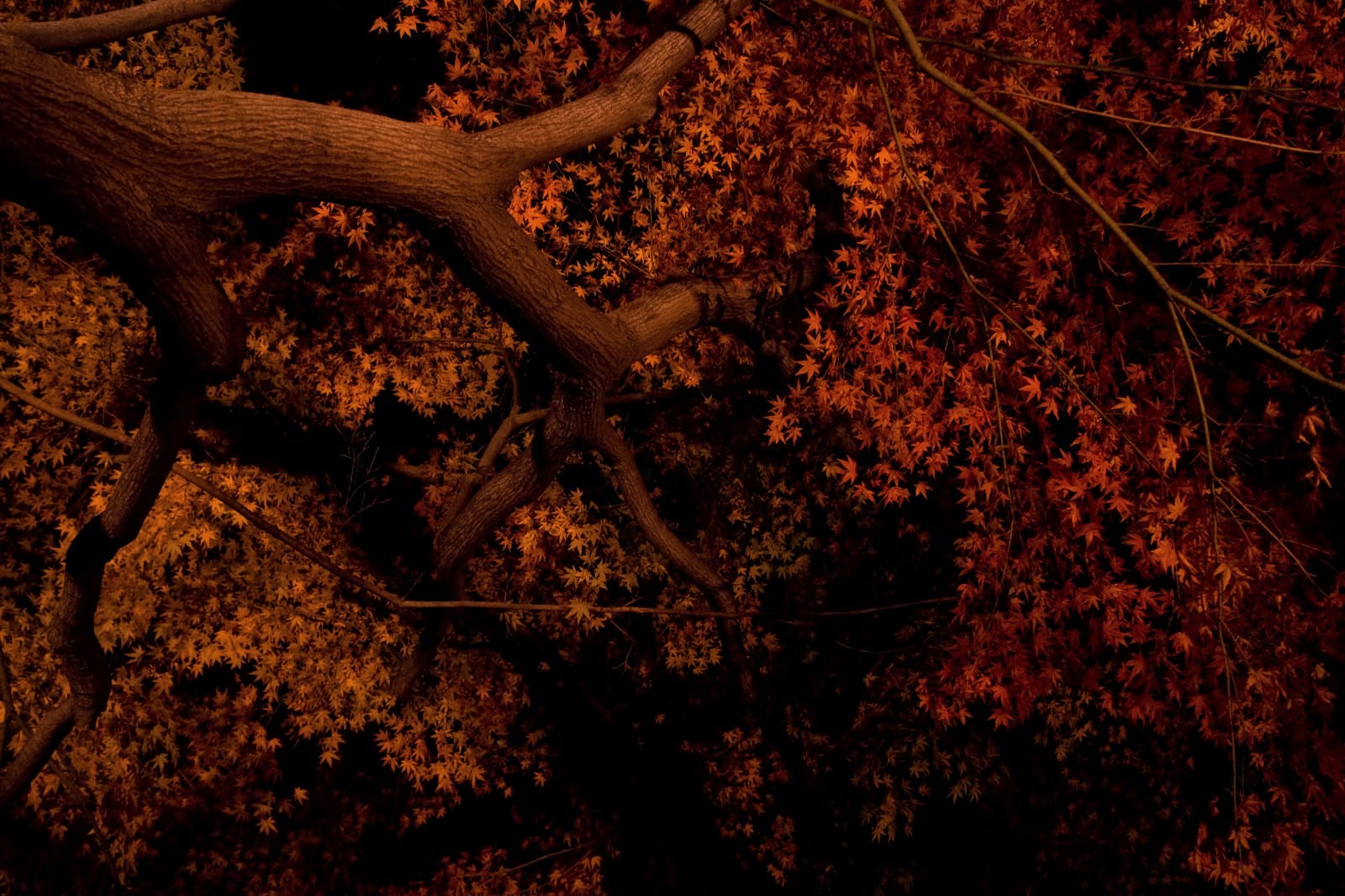 「ライトアップされた夜の黄葉」の写真