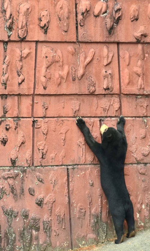 壁にぶらさがるマレー熊の写真