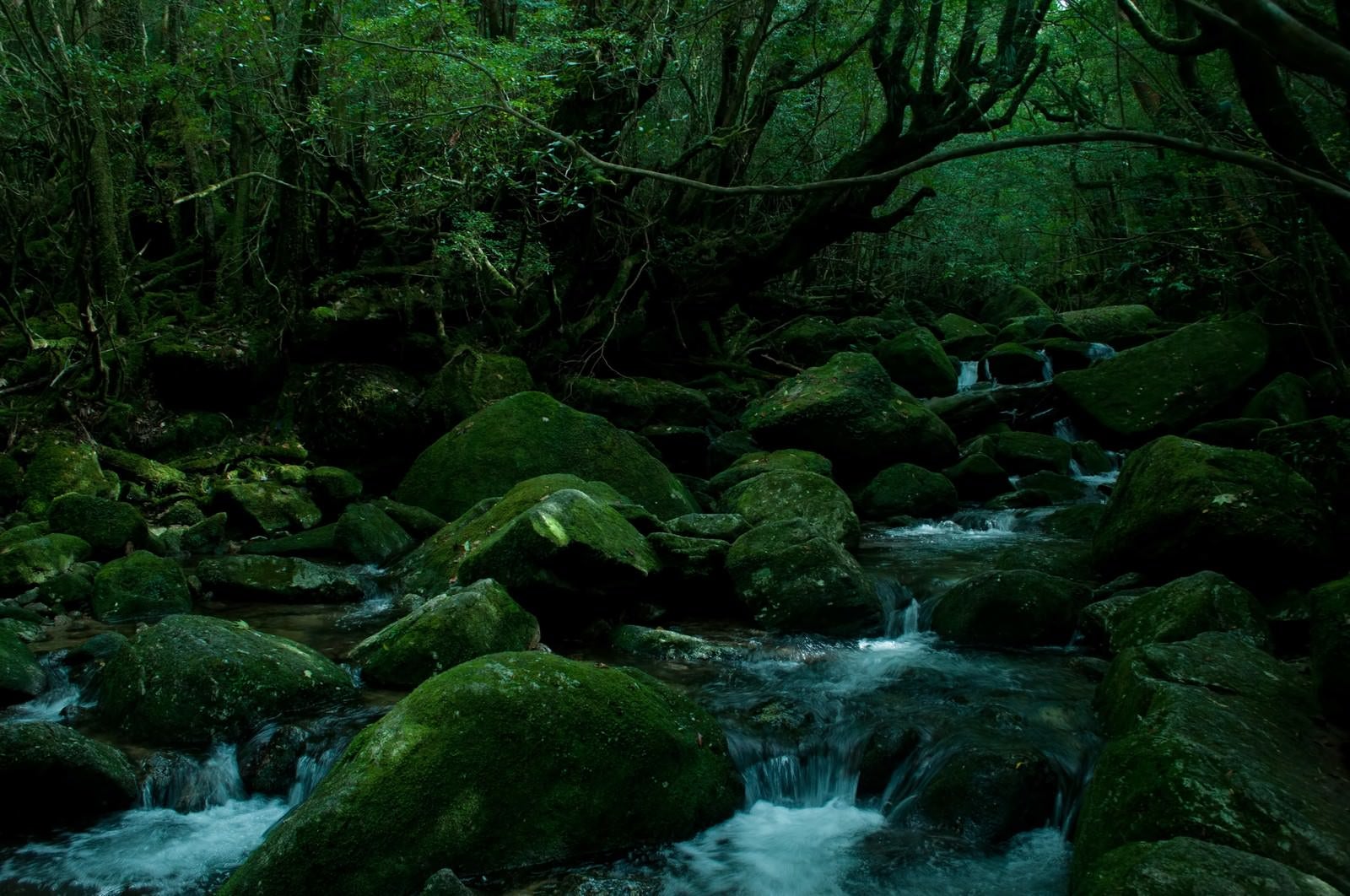 「屋久島の深い森と川の流れ」の写真