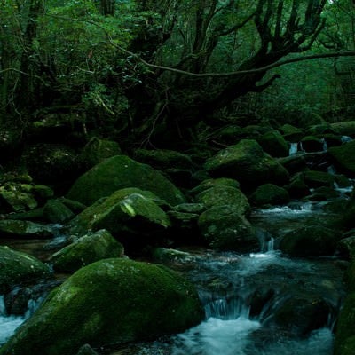 屋久島の深い森と川の流れの写真