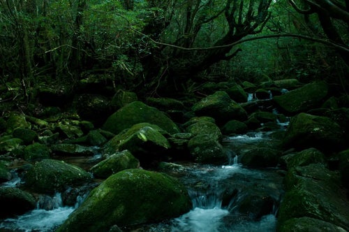 屋久島の深い森と川の流れの写真