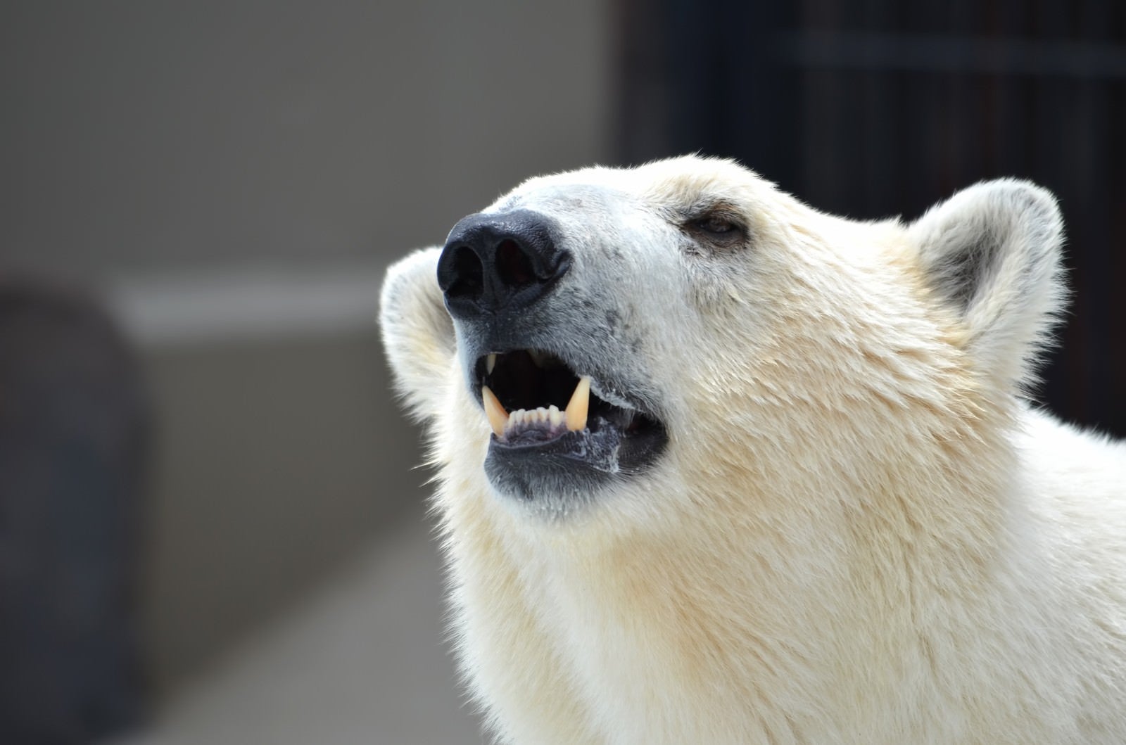 「牙を見せる白クマ」の写真