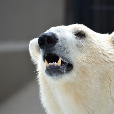 牙を見せる白クマの写真