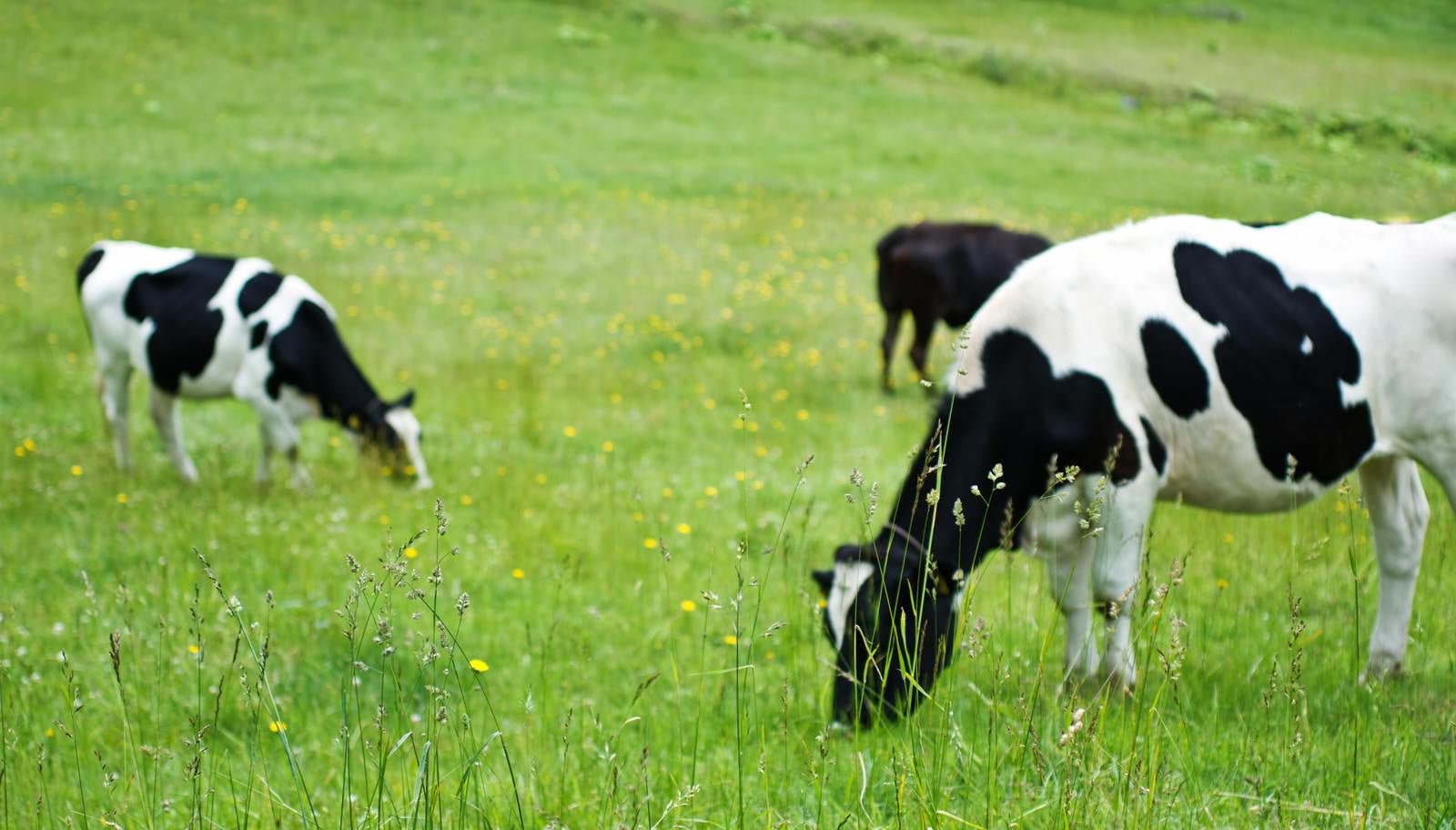 「放牧される白黒牛」の写真