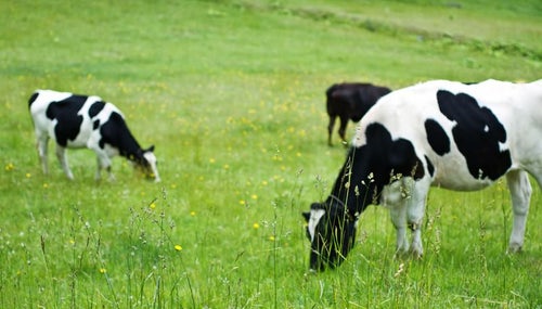 放牧される白黒牛の写真